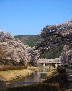鮎河の千本桜、うぐい川桜、4月春、滋賀県甲賀市の観光・撮影スポットの名所