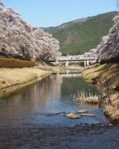 鮎河の千本桜、うぐい川桜、4月春、滋賀県甲賀市の観光・撮影スポットの名所