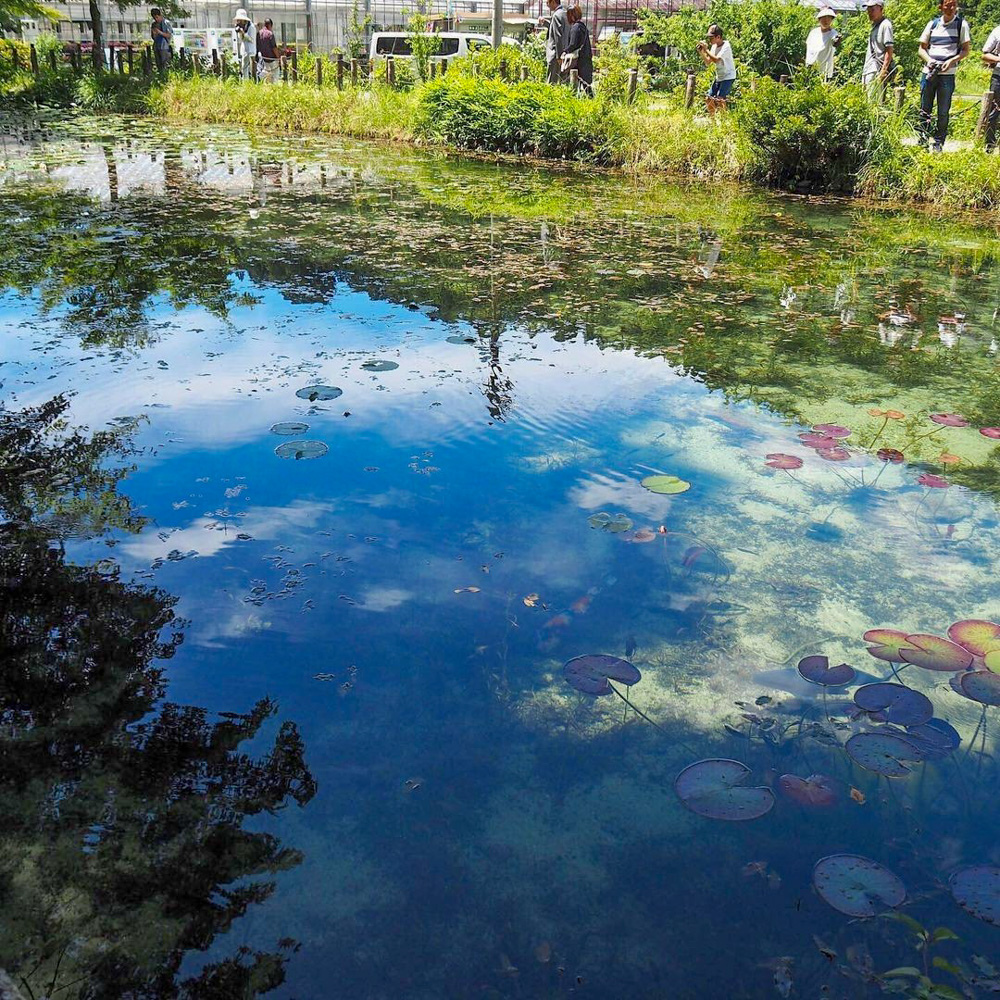 モネの池(6月)岐阜県関市の観光・撮影スポットの名所 - 東海カメラマップ