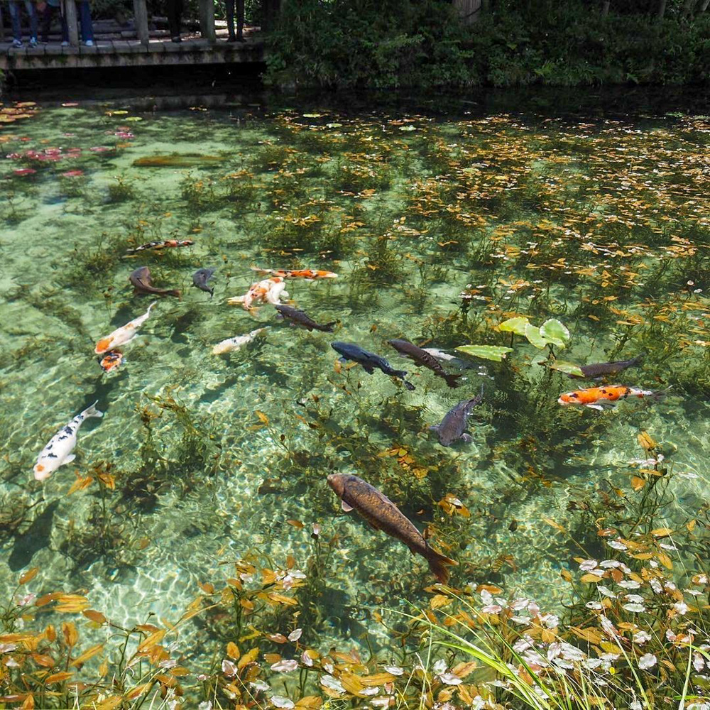 モネの池(6月)岐阜県関市の観光・撮影スポットの名所 - 東海カメラマップ