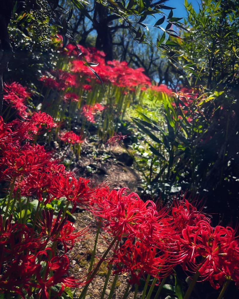 嶺岳寺 彼岸花 長野県下伊那郡の観光 撮影スポットの名所 東海カメラマップ