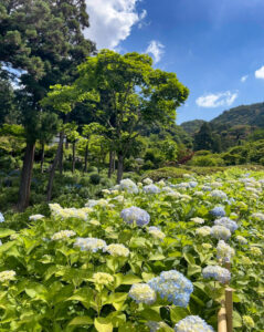 三室戸寺、あじさい、6月夏の花、京都府宇治市の観光・撮影スポットの名所