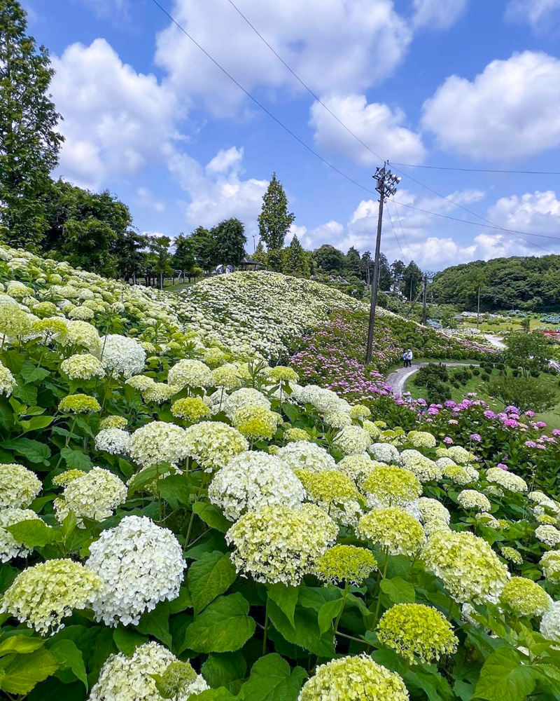 かざはやの里、あじさい、6月夏の花、三重県津市の観光・撮影スポットの画像と写真