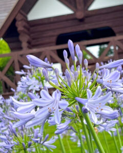 各務原浄化センター 、アガパンサス、6月夏の花、岐阜県各務原市の観光・撮影スポットの名所