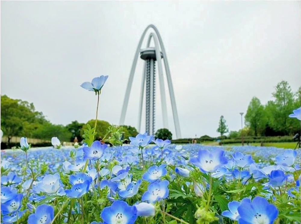 138タワーパーク、ネモフィラ、春の花、愛知県一宮市の観光・撮影スポットの名所
