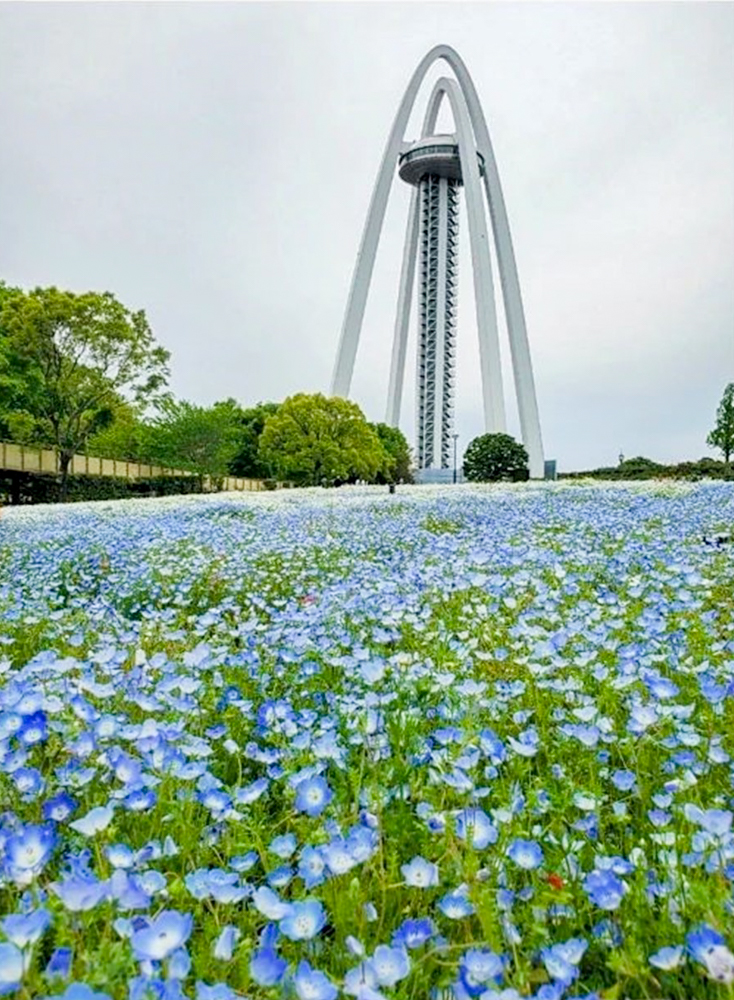 138タワーパーク、ネモフィラ、春の花、愛知県一宮市の観光・撮影スポットの名所