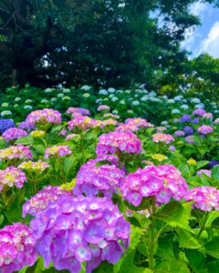かざはやの里、あじさい、6月夏の花、三重県津市の観光・撮影スポットの画像と写真