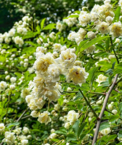 萬三の白モッコウバラ 、4月の春の花、愛知県半田市の観光・撮影スポットの名所