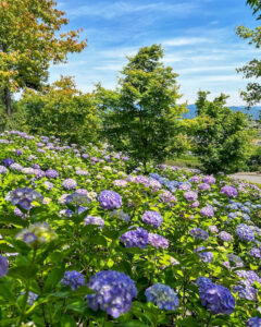 霞間ヶ渓、あじさい。6月夏の花、岐阜県揖斐郡の観光・撮影スポット