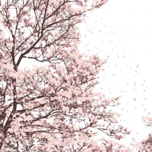 桜イラスト