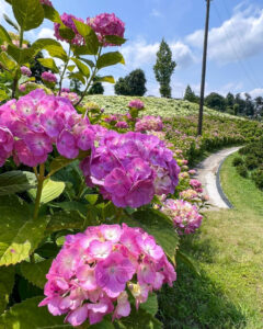 かざはやの里、あじさい、6月夏の花、三重県津市の観光・撮影スポットの画像と写真