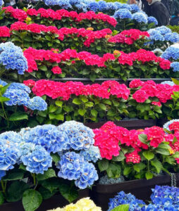 三室戸寺、あじさい、6月夏の花、京都府宇治市の観光・撮影スポットの名所