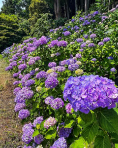 霞間ヶ渓、あじさい。6月夏の花、岐阜県揖斐郡の観光・撮影スポット