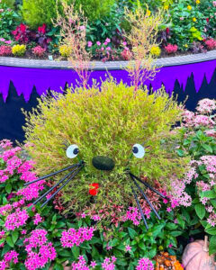 河川環境楽園オアシスパーク、コキア、10月の秋の花、岐阜県各務原市の観光・撮影スポットの画像と写真