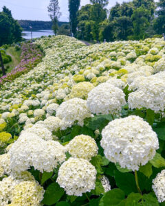かざはやの里、あじさい、6月夏の花、三重県津市の観光・撮影スポットの画像と写真