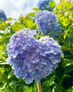 かざはやの里、あじさい、6月夏の花、三重県津市の観光・撮影スポットの画像と写真