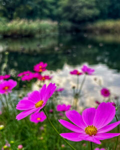 河川環境楽園オアシスパーク、コスモス、10月の秋の花、岐阜県各務原市の観光・撮影スポットの画像と写真