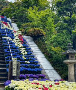 三室戸寺、あじさい、6月夏の花、京都府宇治市の観光・撮影スポットの名所