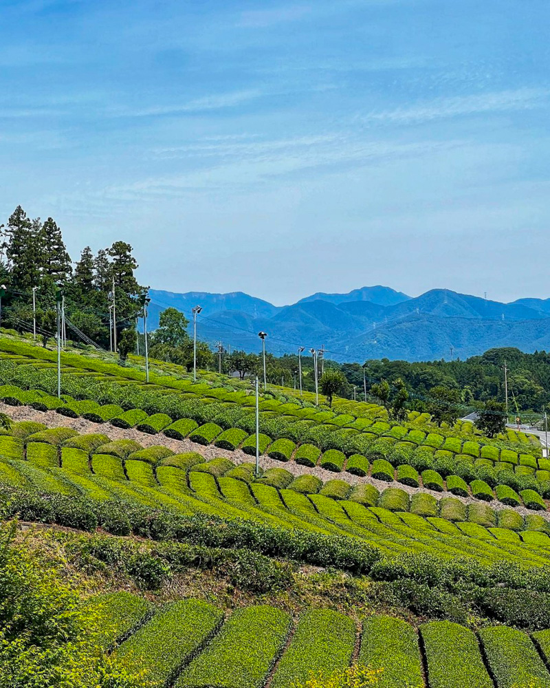霞間ヶ渓、茶畑。6月夏の花、岐阜県揖斐郡の観光・撮影スポット