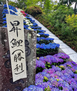三室戸寺、あじさい、6月夏の花、京都府宇治市の観光・撮影スポットの名所