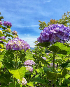 霞間ヶ渓、あじさい。6月夏の花、岐阜県揖斐郡の観光・撮影スポット