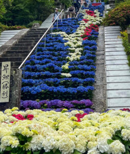 三室戸寺、あじさい、6月夏の花、京都府宇治市の観光・撮影スポットの名所