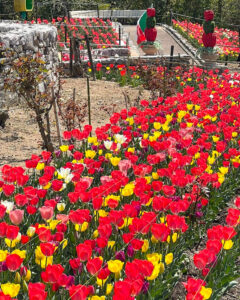 リトルワールド、チューリップ、4月春の花、愛知県犬山市の観光・撮影スポットの名所