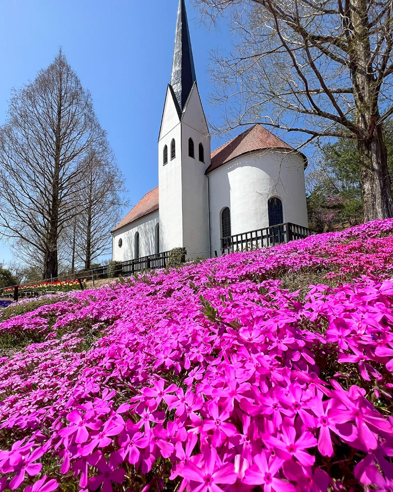 リトルワールド、芝桜、4月春の花、愛知県犬山市の観光・撮影スポットの名所