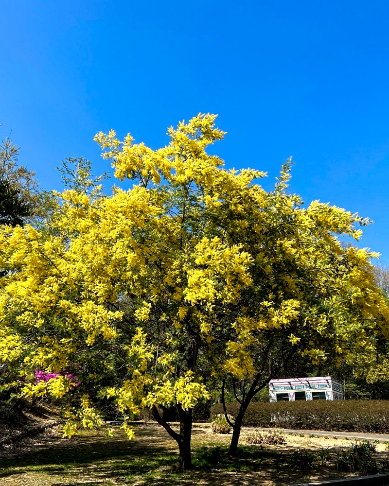 リトルワールド、ミモザ、4月春の花、愛知県犬山市の観光・撮影スポットの名所