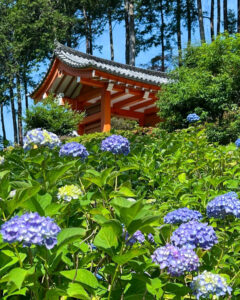 三室戸寺、あじさい、6月夏の花、京都府宇治市の観光・撮影スポットの名所