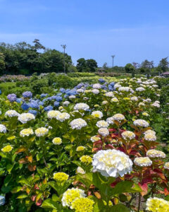 かざはやの里、あじさい、6月夏の花、三重県津市の観光・撮影スポットの画像と写真