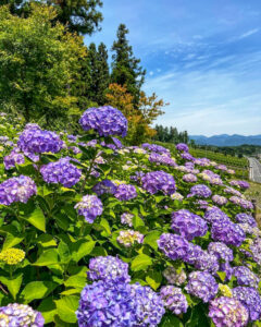 霞間ヶ渓、あじさい。6月夏の花、岐阜県揖斐郡の観光・撮影スポット