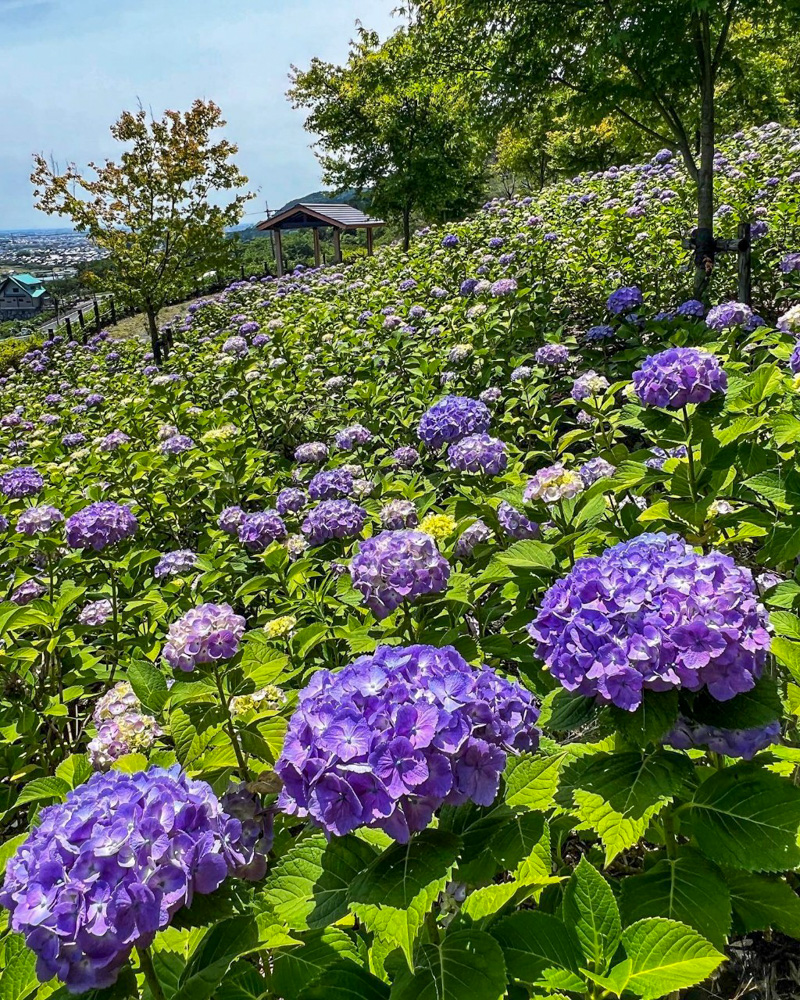 霞間ヶ渓、あじさい。6月夏の花、岐阜県揖斐郡の観光・撮影スポット