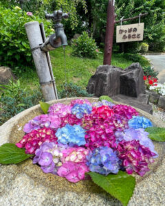 かざはやの里、花手水、あじさい、6月夏の花、三重県津市の観光・撮影スポットの画像と写真