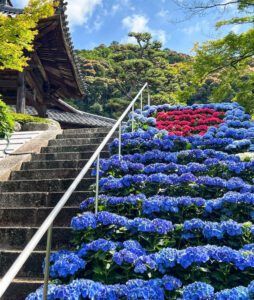 三室戸寺、あじさい、6月夏の花、京都府宇治市の観光・撮影スポットの名所
