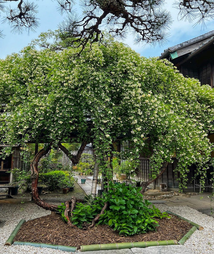 萬三の白モッコウバラ 、4月の春の花、愛知県半田市の観光・撮影スポットの名所