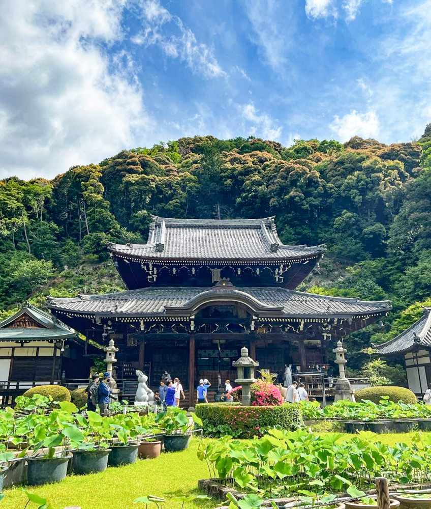 三室戸寺、6月夏の花、京都府宇治市の観光・撮影スポットの名所