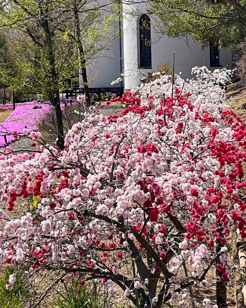 リトルワールド、花桃、4月春の花、愛知県犬山市の観光・撮影スポットの名所