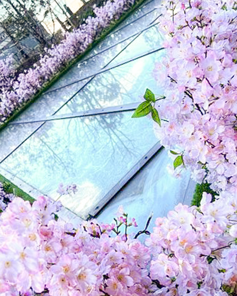 大名古屋ビルヂング、さくら、春の花、2022年3月、名古屋市中村区の観光・撮影スポットの名所