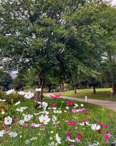 河川環境楽園オアシスパーク、コスモス、10月の秋の花、岐阜県各務原市の観光・撮影スポットの画像と写真