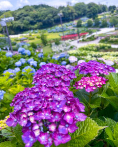 かざはやの里、あじさい、6月夏の花、三重県津市の観光・撮影スポットの画像と写真