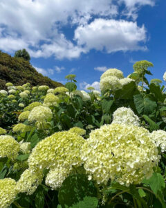 三室戸寺、あじさい、6月夏の花、京都府宇治市の観光・撮影スポットの名所
