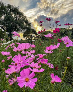 河川環境楽園オアシスパーク、コスモス、10月の秋の花、岐阜県各務原市の観光・撮影スポットの画像と写真