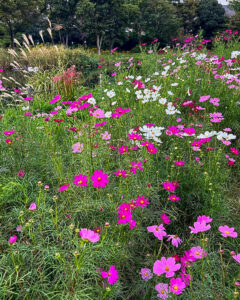 河川環境楽園オアシスパーク、コスモス、10月の秋の花、岐阜県各務原市の観光・撮影スポットの画像と写真