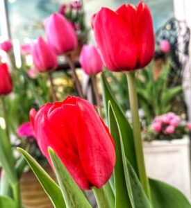 フラワーパーク江南 、アイスチューリップ、12月冬の花、愛知県江南市の観光・撮影スポットの名所