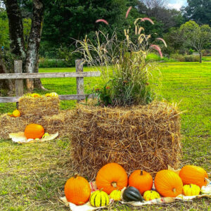 フラワーパーク江南、ハロウィン、10月の秋の花、愛知県江南市の観光・撮影スポットの画像と写真