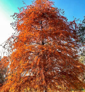 フラワーパーク江南 、紅葉、12月秋、愛知県江南市の観光・撮影スポットの名所