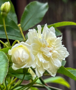 萬三の白モッコウバラ 、4月の春の花、愛知県半田市の観光・撮影スポットの名所