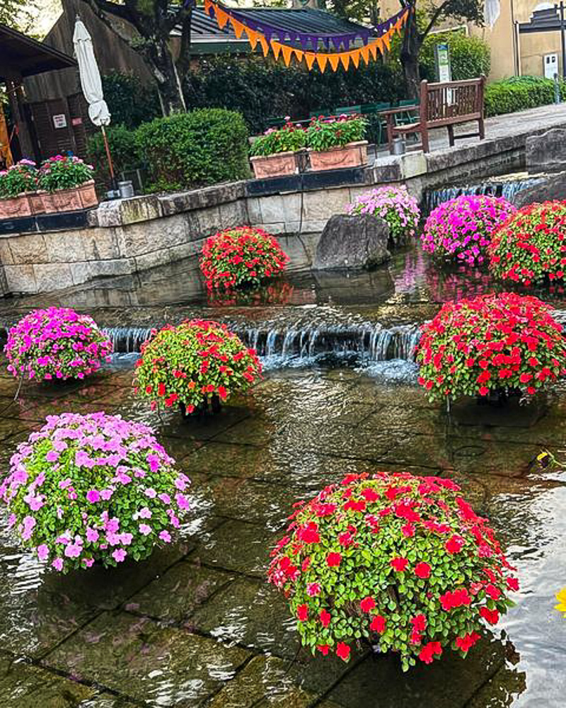 河川環境楽園オアシスパーク、秋の花、10月の秋の花、岐阜県各務原市の観光・撮影スポットの画像と写真