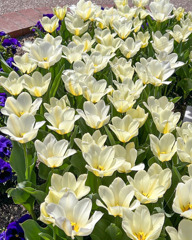 リトルワールド、チューリップ、4月春の花、愛知県犬山市の観光・撮影スポットの名所